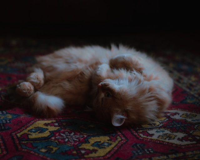 You’ll Never Guess the Best Way to Remove Pet Hair from Your Rug!